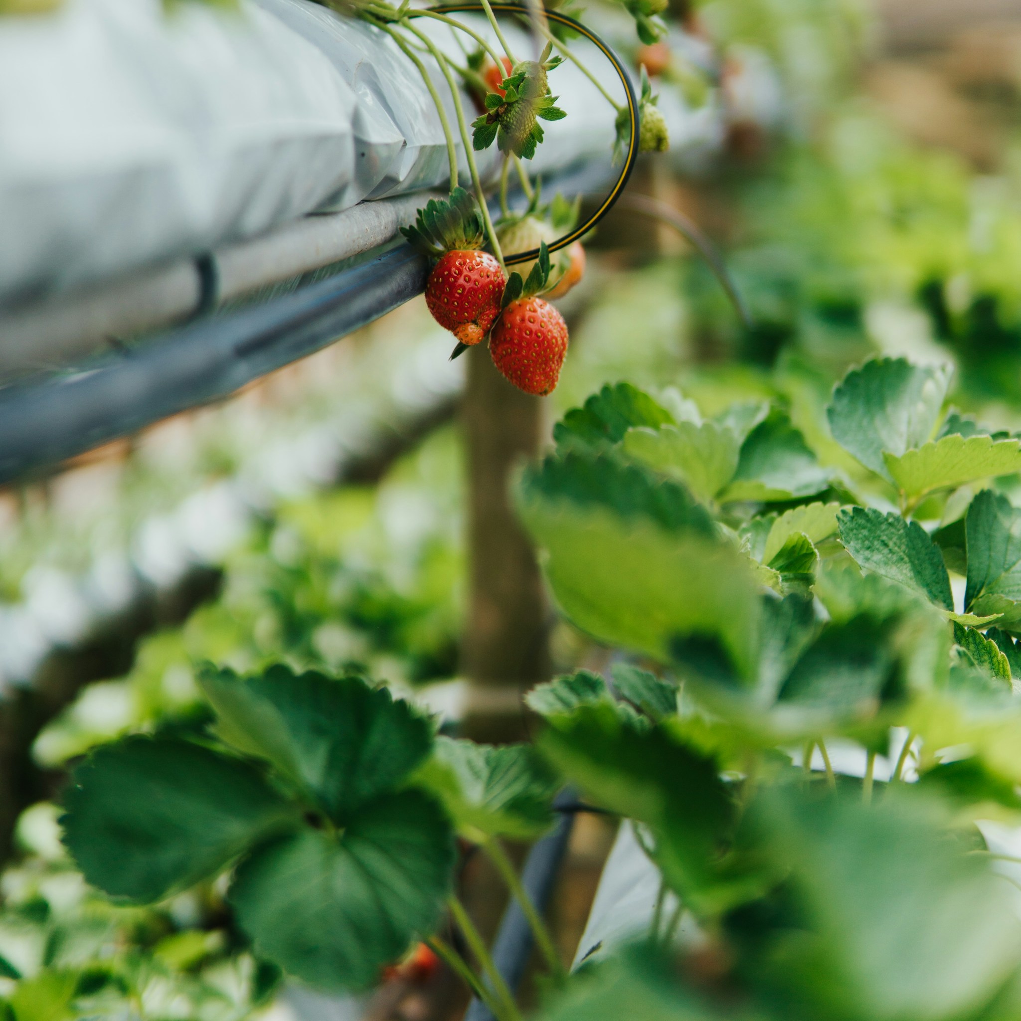 Aquaponics Agriculture